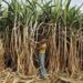 Cabinet Approves ₹365/qtl Sugarcane Price for 2026–27, Relief for 5 Crore Farmers