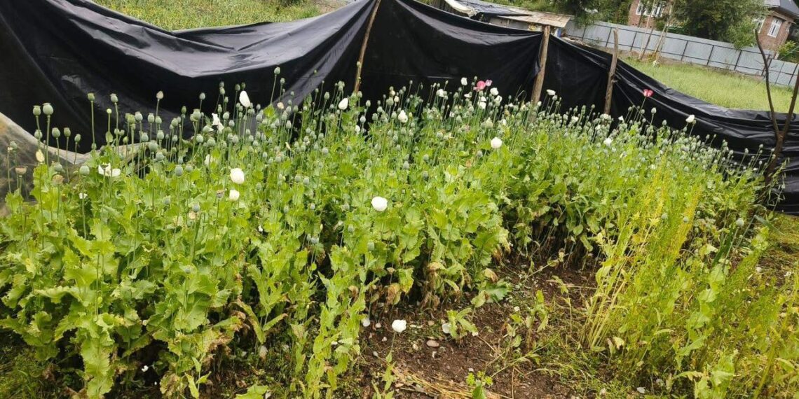 Illegal Opium Cultivation Busted in Anantnag, Police Destroy Crops; FIRs Registered
