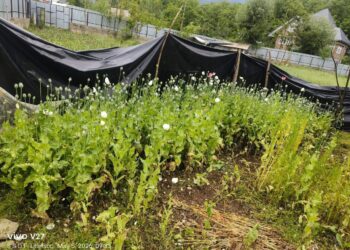 Illegal Opium Cultivation Busted in Anantnag, Police Destroy Crops; FIRs Registered