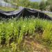 Illegal Opium Cultivation Busted in Anantnag, Police Destroy Crops; FIRs Registered