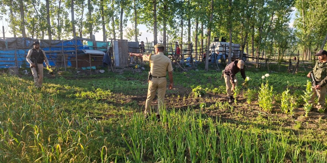 Srinagar Police Crack Down on Illegal Poppy Cultivation, Crops Destroyed in Lawaypora