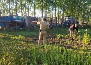 Srinagar Police Crack Down on Illegal Poppy Cultivation, Crops Destroyed in Lawaypora