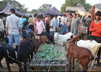Eid-ul-Adha Preparations in Karnah Valley in Full Swing, Markets Witness Vibrant Trade of Sacrificial Animals