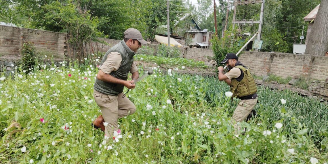 Poppy Cultivation Destroyed in Srinagar During Anti-Drug Drive