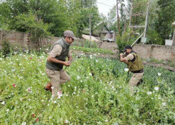 Poppy Cultivation Destroyed in Srinagar During Anti-Drug Drive