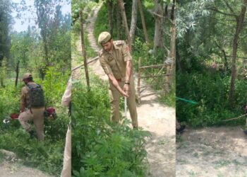 Srinagar Police Destroys Wild Bung (Cannabis) at Gungbugh Bund under Nasha Mukt Jammu & Kashmir Abhiyan
