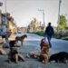 Stray Dog Menace Triggers Fear in Srinagar’s Natipora After Multiple Residents Injured