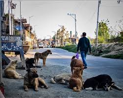 Stray Dog Menace Triggers Fear in Srinagar’s Natipora After Multiple Residents Injured