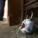 Sopore Police Seal Two More Illegal Medical Shops in Anti-Drug Crackdown