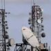 Centre Gives Telecom Powers to J&K LG Under Telecommunications Act