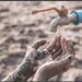 Kanjikulla village in Kulgam faces drinking water crisis, locals seek restoration of supply