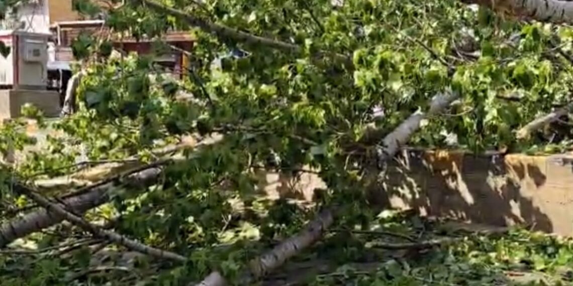 Two Injured as Tree Uprooted by Strong Winds Falls in Anantnag