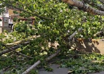 Two Injured as Tree Uprooted by Strong Winds Falls in Anantnag