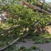 Two Injured as Tree Uprooted by Strong Winds Falls in Anantnag