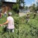 Srinagar Police Conducts Destruction Drive Of Wild Bung Under Nasha Mukt Jammu & Kashmir Abhiyan