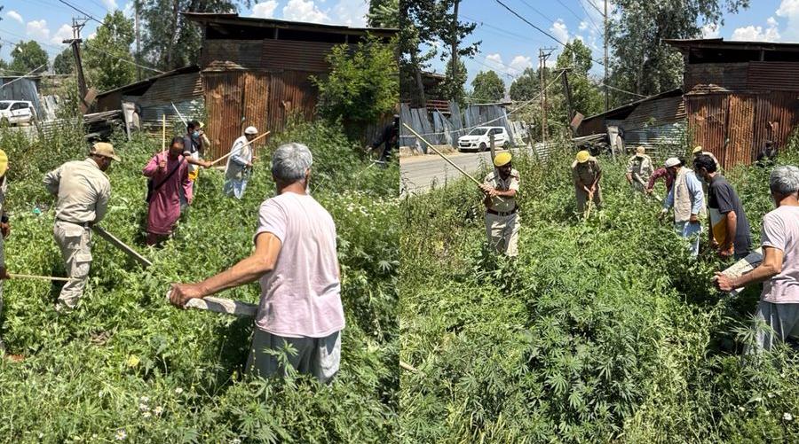 Srinagar Police Conducts Destruction Drive Of Wild Bung Under Nasha Mukt Jammu & Kashmir Abhiyan