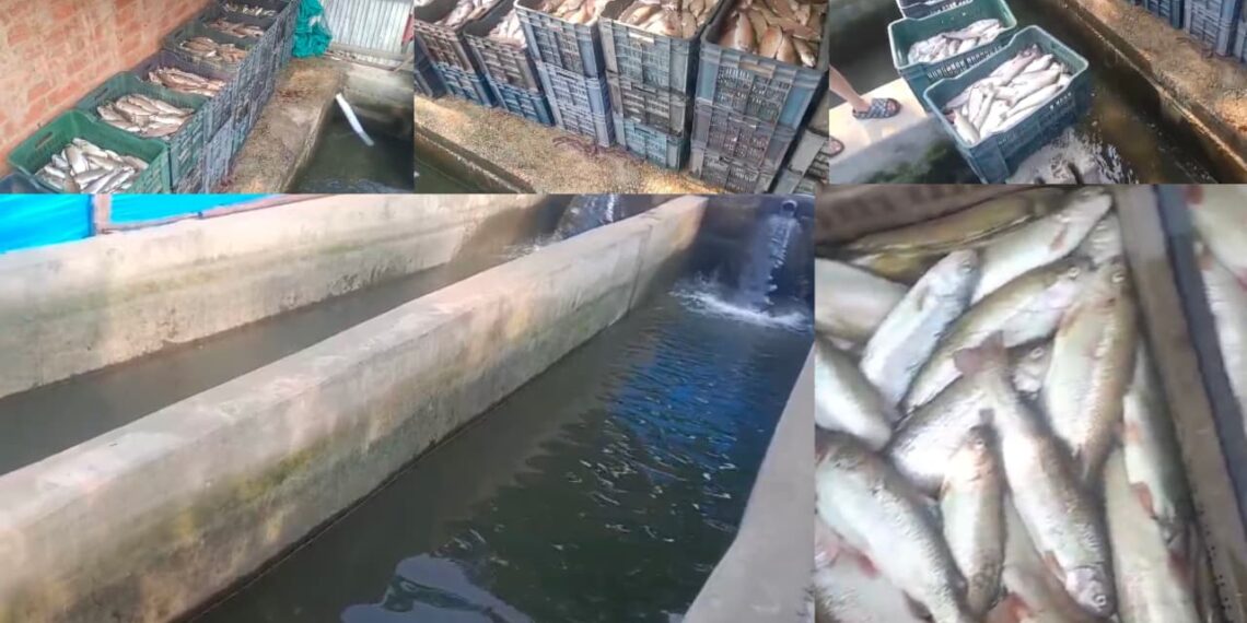 Hundreds of Fish Found Dead in Four Fish Farms in Khansahib; Affected Families Seek Probe and Compensation