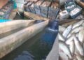 Hundreds of Fish Found Dead in Four Fish Farms in Khansahib; Affected Families Seek Probe and Compensation