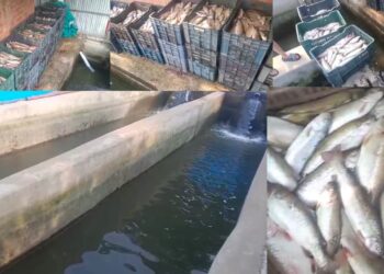Hundreds of Fish Found Dead in Four Fish Farms in Khansahib; Affected Families Seek Probe and Compensation