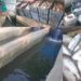 Hundreds of Fish Found Dead in Four Fish Farms in Khansahib; Affected Families Seek Probe and Compensation