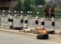 Stray Dog Menace Continues to Haunt Srinagar; Residents Demand Immediate Action