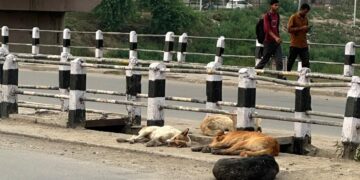 Stray Dog Menace Continues to Haunt Srinagar; Residents Demand Immediate Action