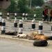 Stray Dog Menace Continues to Haunt Srinagar; Residents Demand Immediate Action
