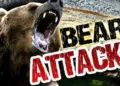 Elderly Man Mauled to Death by Bear in Darhal Rajouri