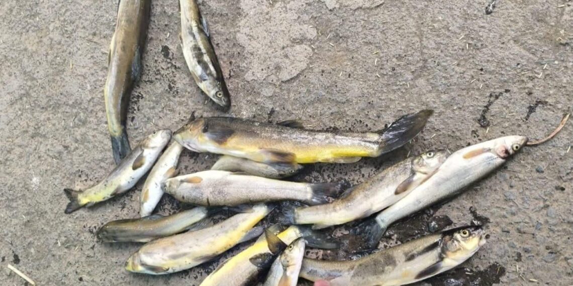 Mysterious Death of Snow Trout (Schizothorax) in Brengi Nallah Triggers Alarm
