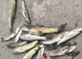 Mysterious Death of Snow Trout (Schizothorax) in Brengi Nallah Triggers Alarm
