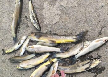 Mysterious Death of Snow Trout (Schizothorax) in Brengi Nallah Triggers Alarm