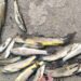 Mysterious Death of Snow Trout (Schizothorax) in Brengi Nallah Triggers Alarm