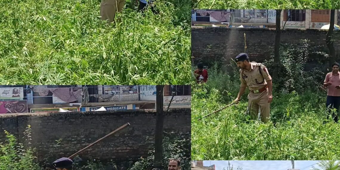 Bandipora Police Destroys Wild Bhang Cultivation in Hajin