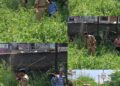Bandipora Police Destroys Wild Bhang Cultivation in Hajin