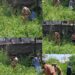 Bandipora Police Destroys Wild Bhang Cultivation in Hajin