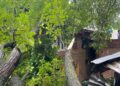 Walnut Tree Falls on House, Cowshed in Seer Hamdan; Families Seek Government Relief