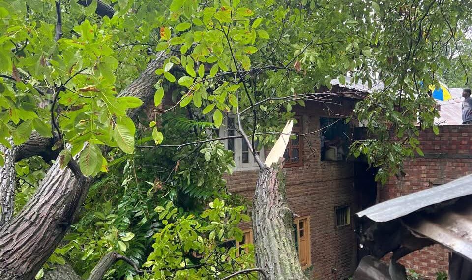Walnut Tree Falls on House, Cowshed in Seer Hamdan; Families Seek Government Relief
