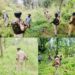 Baramulla Police Intensify Drive Against Wild Bhung; 03 Kanals Cleared at Wanigam Payeen