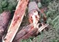 Three Cows Killed After Lightning Strikes Tree in Larnoo’s Bidhard Village; Poor Families Seek Compensation