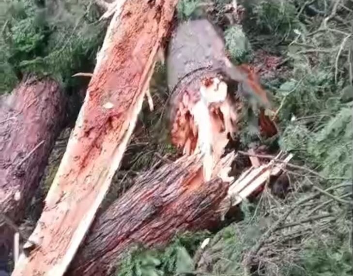 Three Cows Killed After Lightning Strikes Tree in Larnoo’s Bidhard Village; Poor Families Seek Compensation