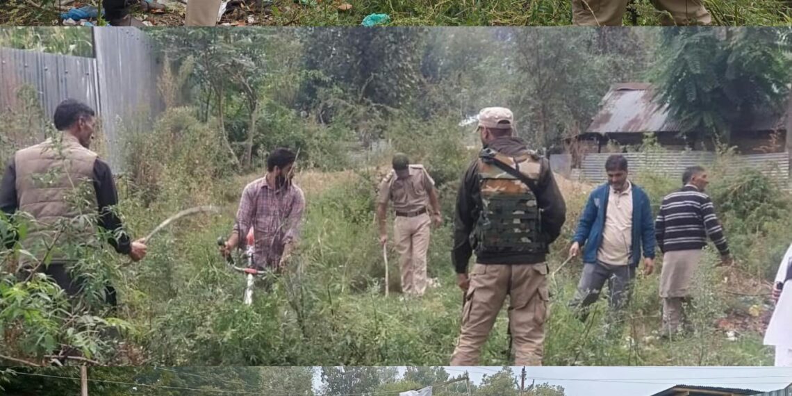 Sopore Police Destroys Wild Cannabis at Bomai