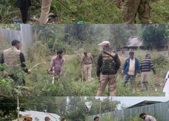 Sopore Police Destroys Wild Cannabis at Bomai
