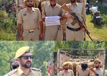 Bandipora Police Solve Sheep Theft Case, Recover All 21 Stolen Sheep.