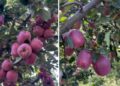 Rain & Cooler Weather Bring Relief To Apple Growers Ahead Of Harvest