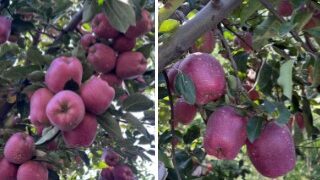 Rain & Cooler Weather Bring Relief To Apple Growers Ahead Of Harvest