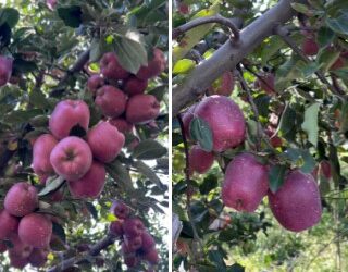 Rain & Cooler Weather Bring Relief To Apple Growers Ahead Of Harvest