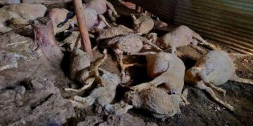 16 Sheep Killed, 17 Injured in Leopard Attack in Budgam
