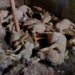 16 Sheep Killed, 17 Injured in Leopard Attack in Budgam