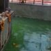 Panun Kashmir Seeks LG’s Intervention Over Kheer Bhawani Shrine’s Condition