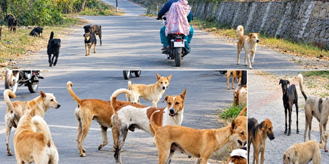 Rising Stray Dog Menace in Beerwah Sparks Concern; Locals Demand Immediate Action After Elderly Man Injured